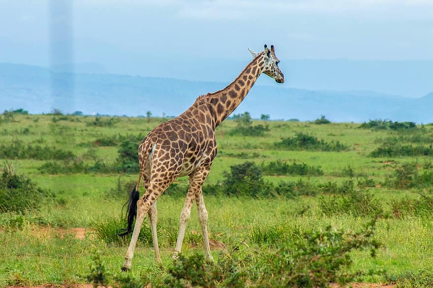 giraff, djur-, safari, vilda djur och växter, däggdjur, vild, vildmark, savann, natur, murchison nationalpark