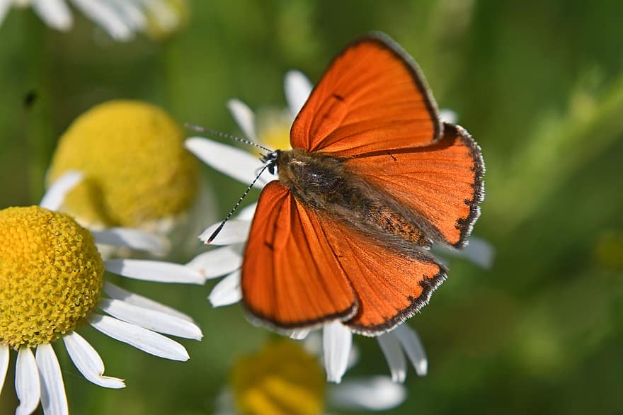 Grande borboleta de cobre, margaridas, polinização, borboleta, jardim, flores silvestres, inseto, Prado, natureza