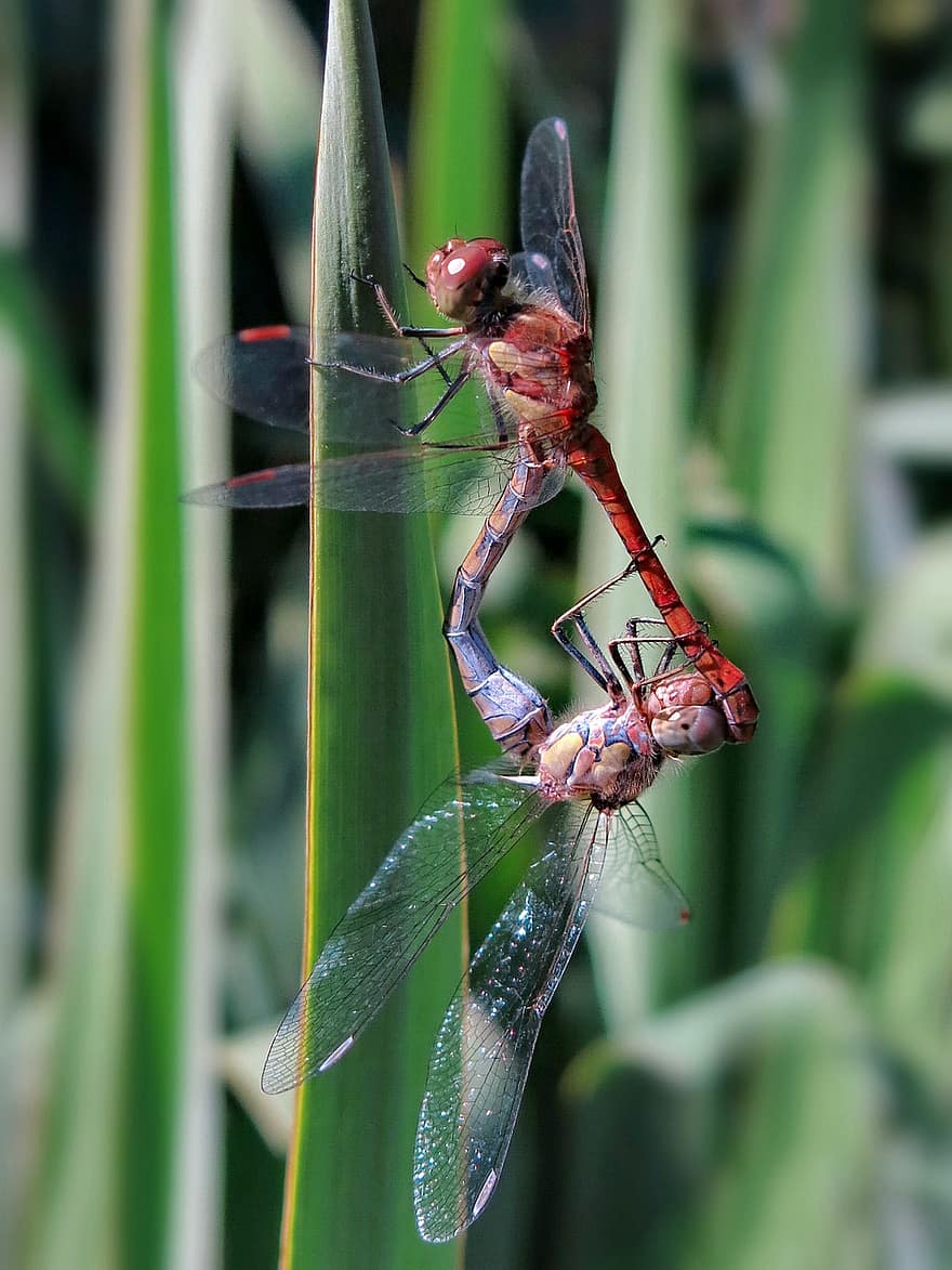 dragonfly, insekter, sammenkobling, makrofotografering, entomologi, flygende insekt, Rødvinet Darter Dragonfly, paring, natur, insekt, nærbilde