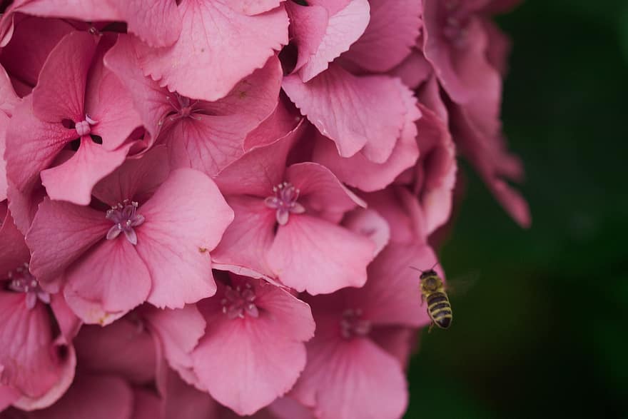 bi, blomster, kronblade, insekt, bestøvning
