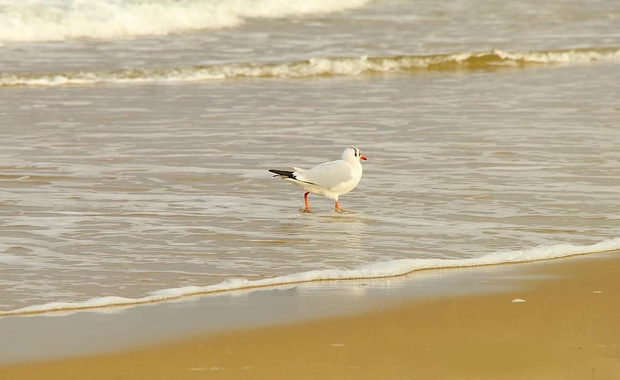 чайка, птица, плаж, море, пясък, крайбрежие, животно, вода, брегова линия, лято, вълна