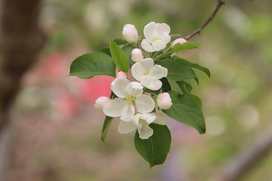 malus spectabilis, Malus Micromalus, Flores Bicolor, las flores, ramas, flor, floración, flora, árbol, primavera, temporada de primavera