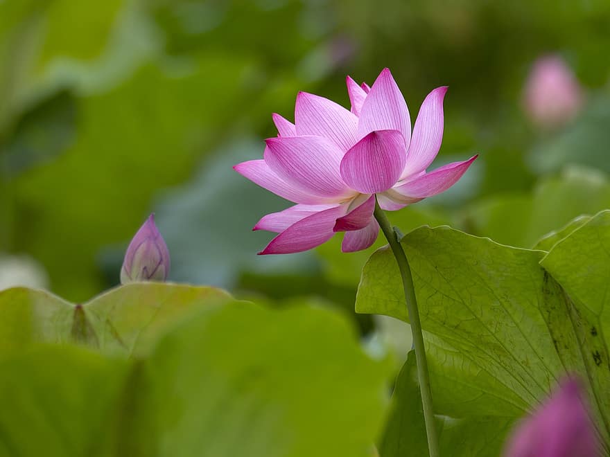 lotus, flor, flor rosa, flor de lotus, fulles de lotus, florir, pètals, pètals de color rosa, flora, planta aquàtica