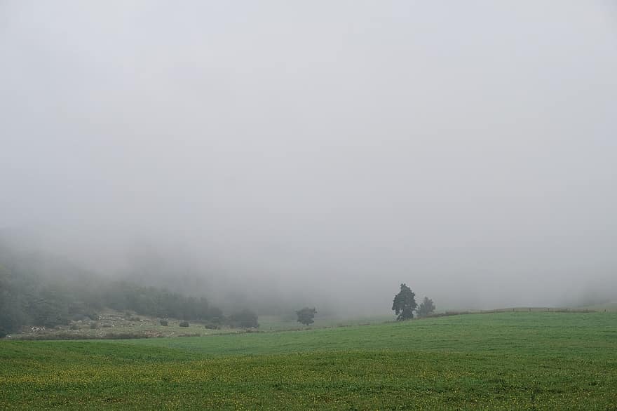 brouillard, prairie, herbe, région sauvage, champ, Prairie, scène rurale, paysage, couleur verte, arbre, été