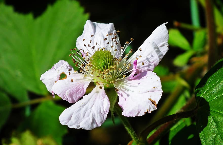 Flower, Blackberry Blossom, Blackberry Flower, Garden, Nature, close-up, plant, summer, petal, flower head, leaf