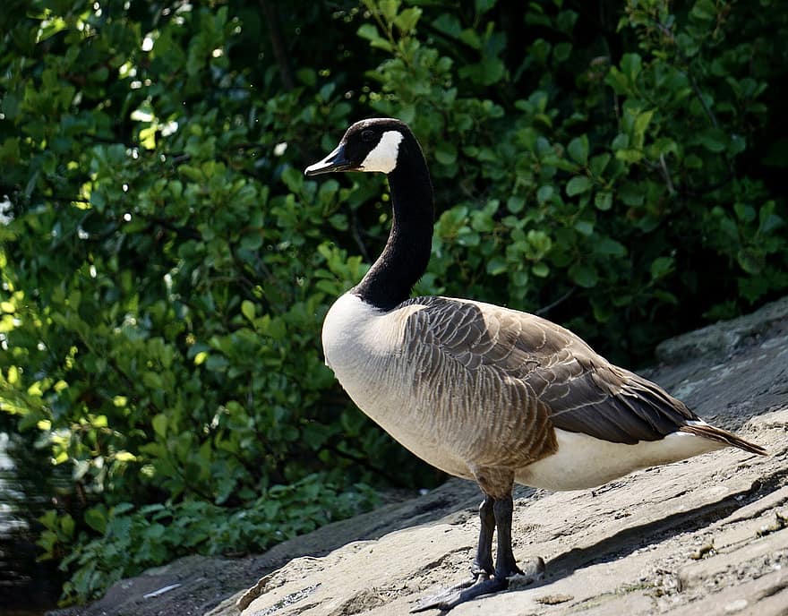 Canada Goose, Goose, Nature, Water Bird, Animal, Animal World, Plumage, Feather, Schwimmvogel, Wild Goose, Sunlight