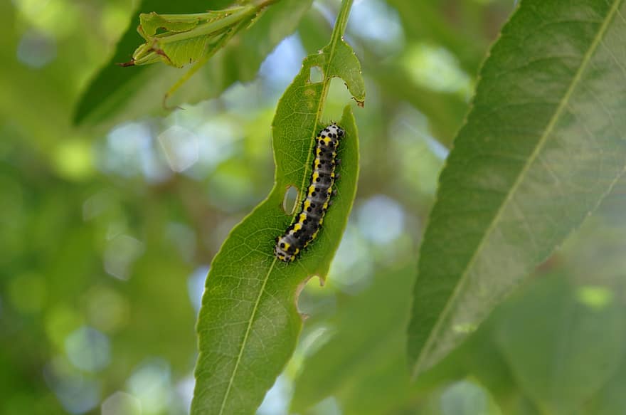 комаха, гусениця, ентомологія, листя