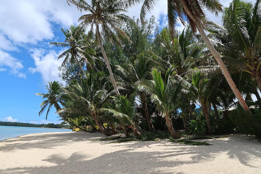 plajă, palmieri, Rarotonga, mare, nisip, coastă, nucă de cocos, insulă, mal, tropical