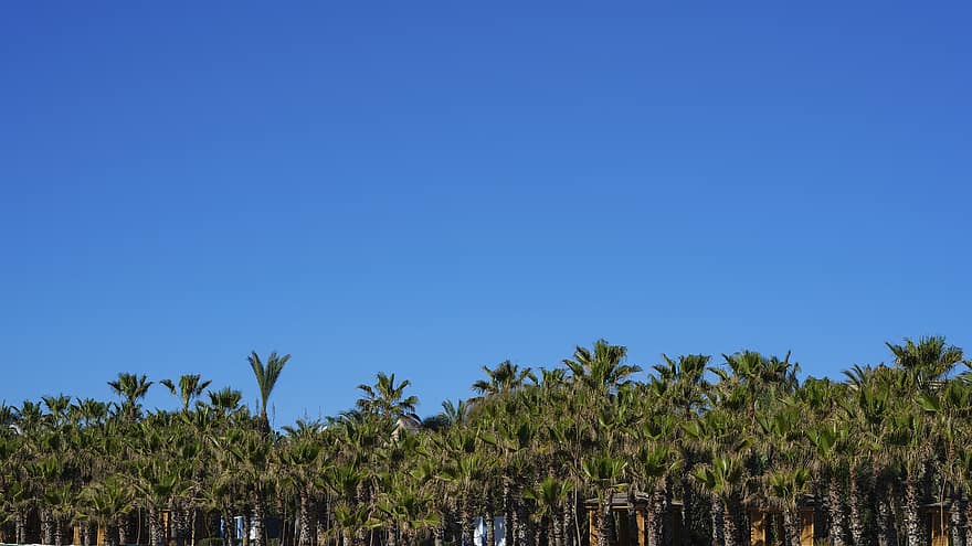 palma, arboles, cielo, naturaleza, hojas, cielo azul, costa, isla, playa, bosque, soleado