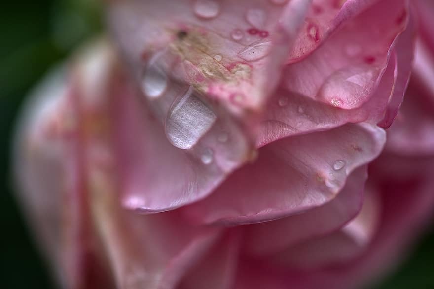 Trandafir, floare, inflori, a inflori, structura, picatura de apa, ploaie, umed, roz, grădină, verde
