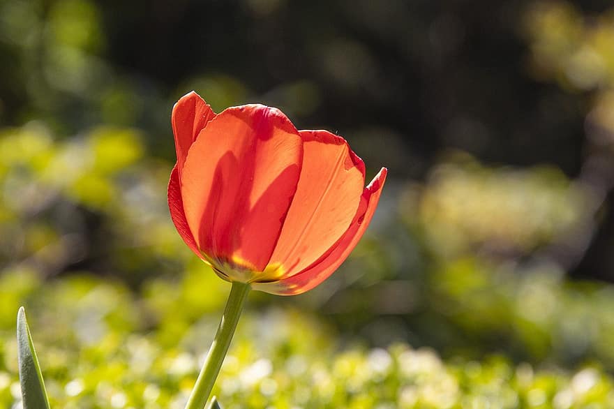 tulipán, květ, rostlina, oranžová květina, okvětní lístky, flóra, Příroda, zahrada, botanika