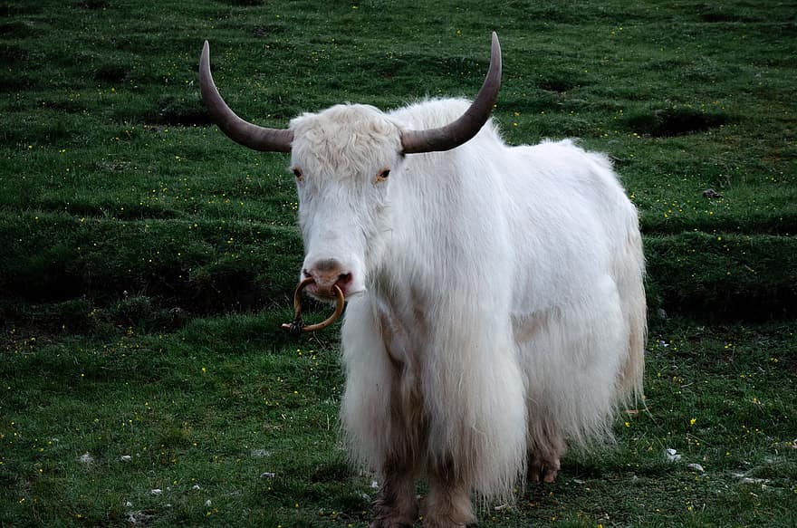 ζώο, βους του Θιβέτ ή των ινδίων, θηλαστικό ζώο, είδος, πανίδα, αγελάδα