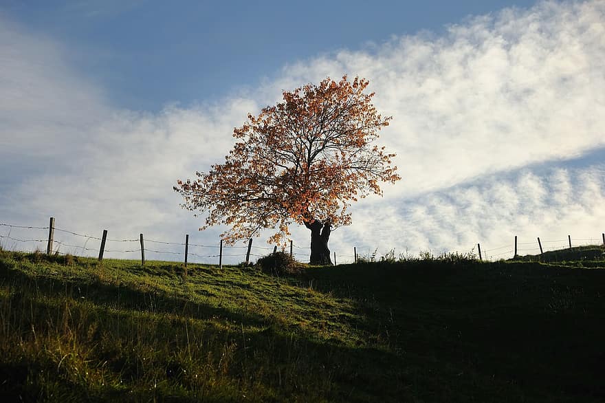 木、牧草地、フェンス、秋、秋の、雲