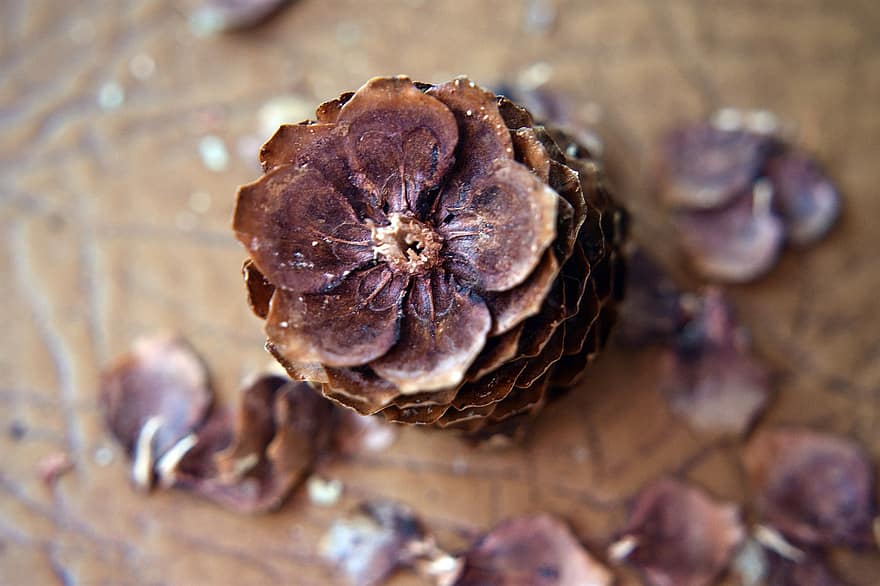 Pine Cone, Pine, Seeds, Scales, Conifer Cone, Conifer, Core, Dry, Nature, close-up, food