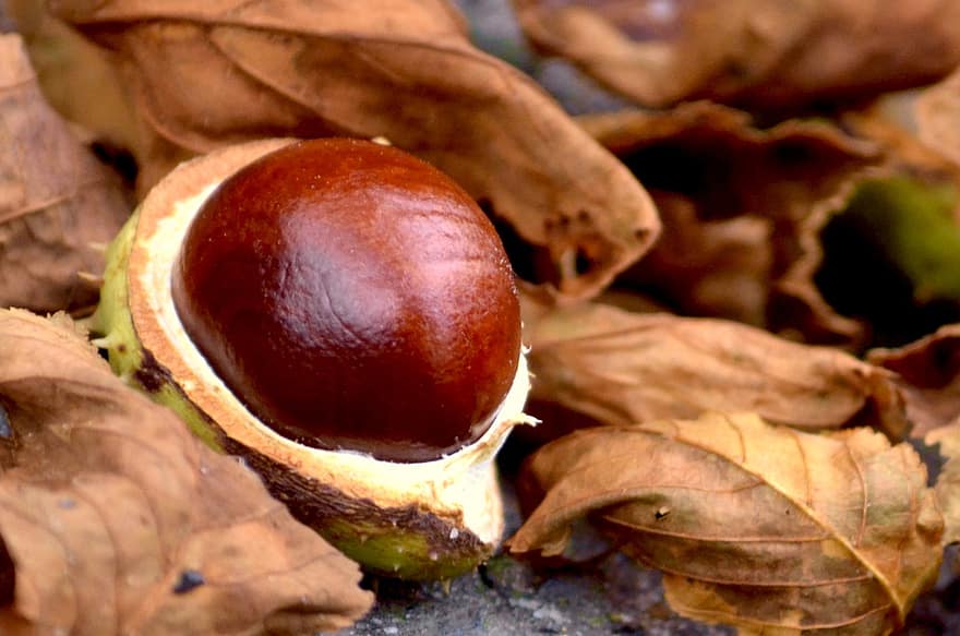 Nut, Chestnut, Organic, Shell