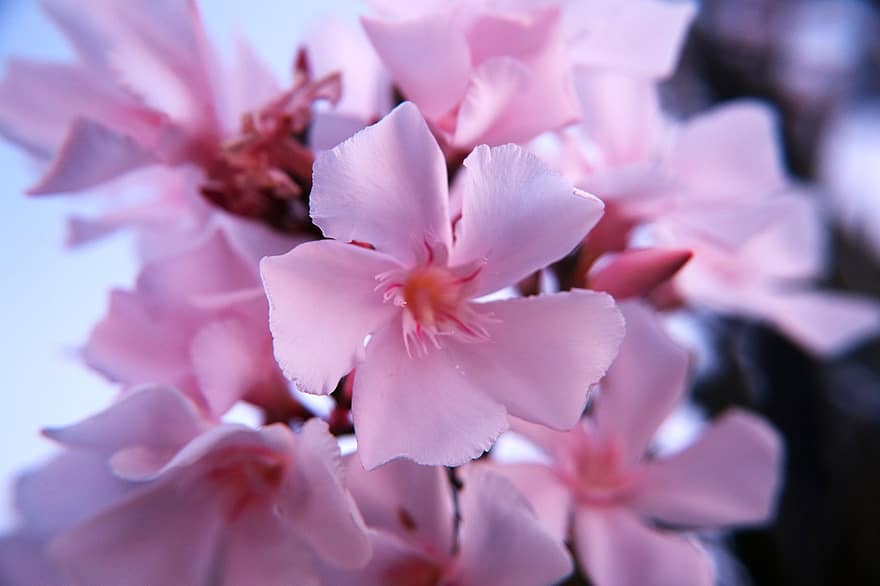 oleander, lyserød, lyserød oleander, Oleander Plante, oleander blomst, flor, blomstre, blomstrende, Typer af Oleander, Oleander farver, Oleander Have