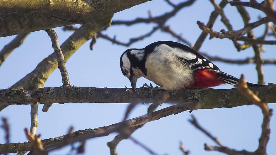 Woodpecker, Bird, Tree, Great Spotted Woodpecker, Animal, Plumage, Beak, Wood