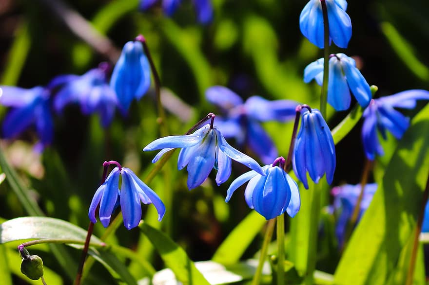 blå stjerne, blomst, scilloideae, tidlig blomstrer, blå blomster, anlegg, nærbilde, grønn farge, sommer, blad, petal