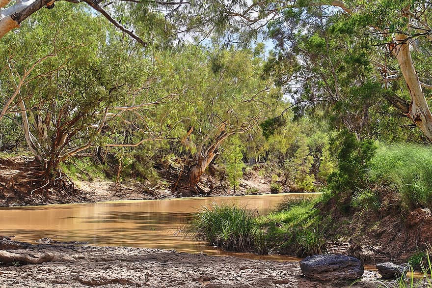 rzeka, las, Natura, drzewa, woda, Rzeka Bulloo, pora sucha, Queensland