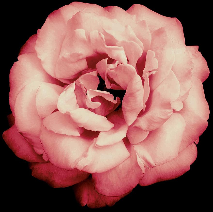 fleur rose, rose rose, Rose, fleur, Floraison, bouquet, jardin, la nature, botanique, macro, pétale