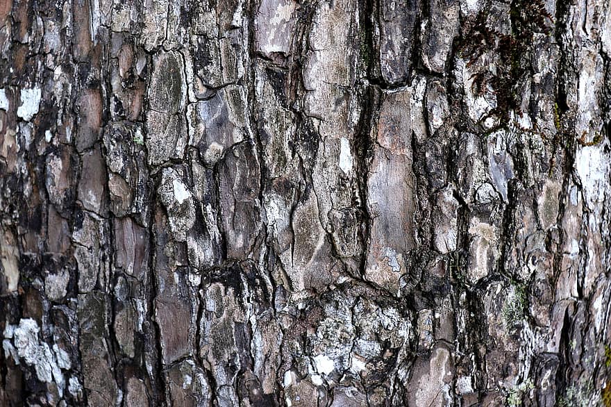Trunk, Bark, Tree, Wall, Material, Plant, Nature, Forest, Rustic, backgrounds, wood