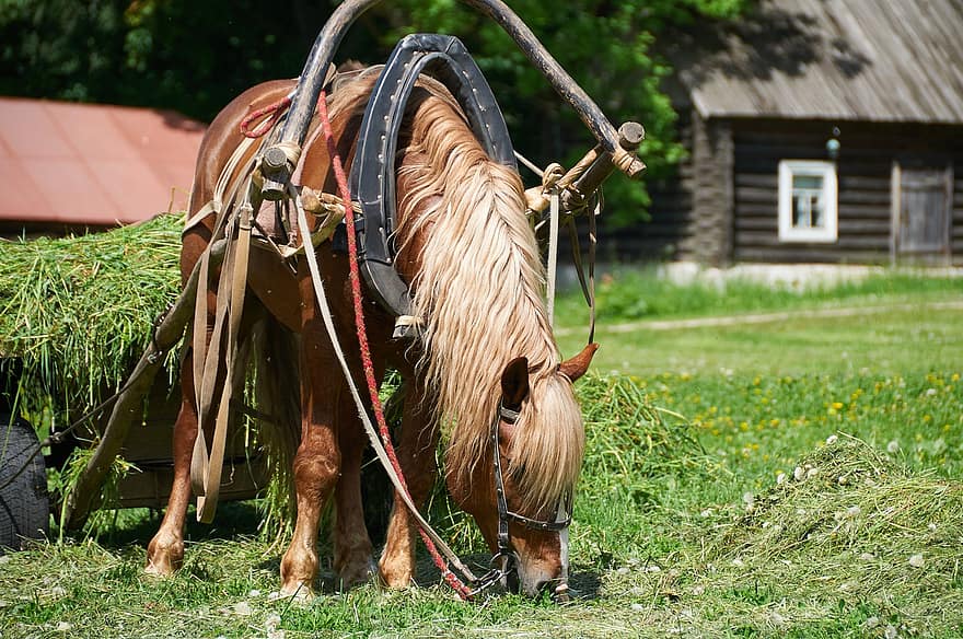 Carriage, Horse, Village, Hay