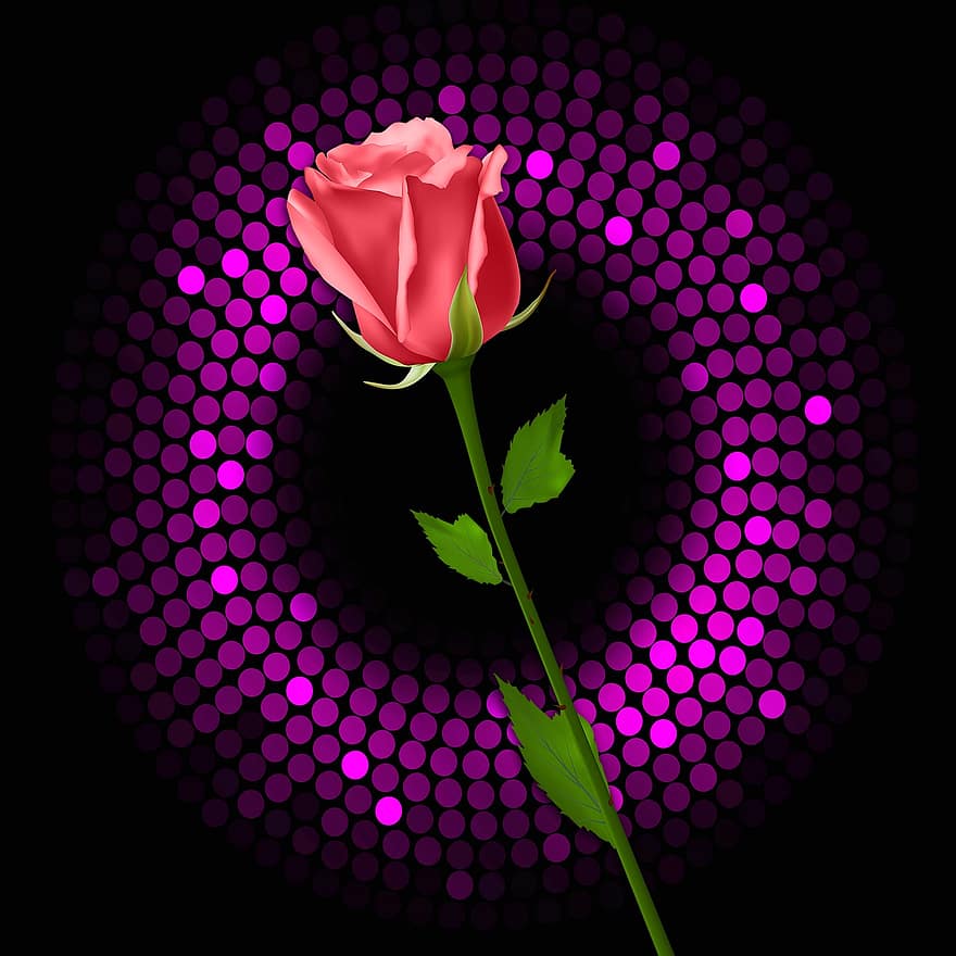 Rosa, Black Background, Flash, Lights, Plant, Pink Rose, Background