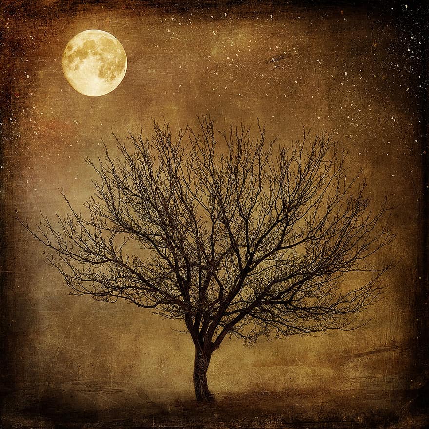 landskap, träd, måne, mystisk, kväll, mörk, månsken, belysning, komponera
