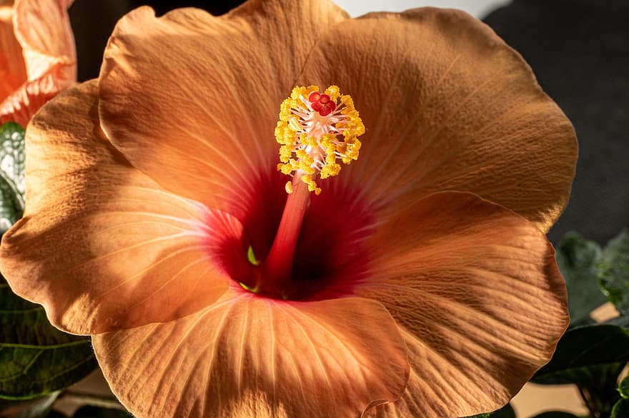 Hibiskus, Blume, Pflanze, Hibiskus rosa-sinensis, Hawaii Blume, hawaiiblomst, Staubblätter, Stempel, Blütenblätter, blühen, Natur