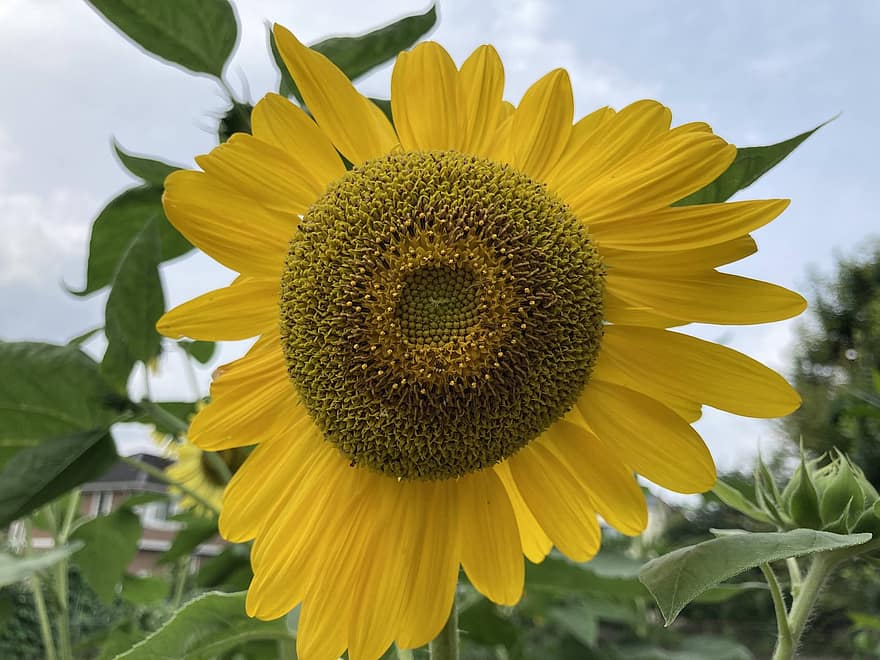Jepang, musim panas, bunga matahari, bunga-bunga, alam