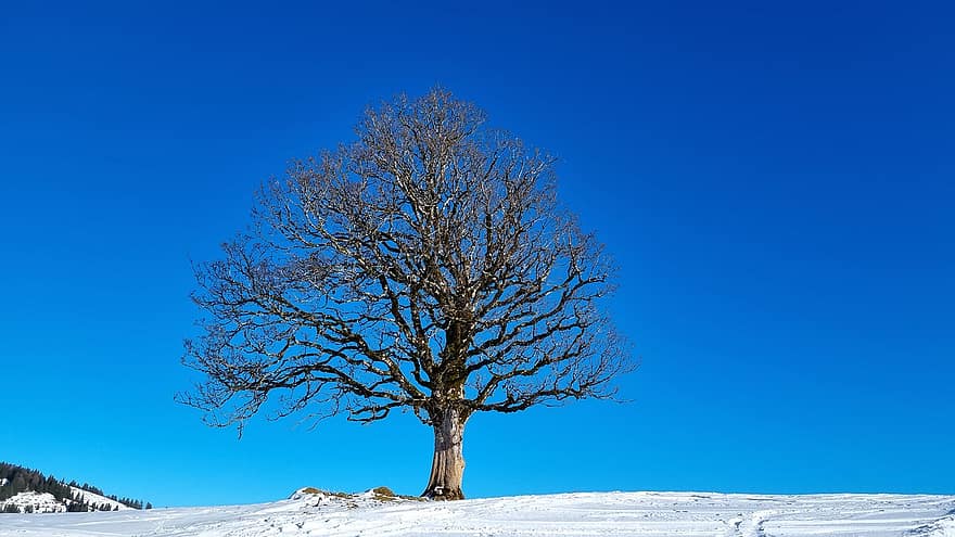 vinter, Tyskland, sne, Allgäu, vinterlandskab, træ, blå, sæson, Skov, landskab, frost