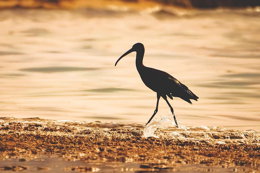 ibis brillant, le coucher du soleil, bord de mer, silhouette, oiseau, animal, animaux à l'état sauvage, le bec, eau, plume, un animal