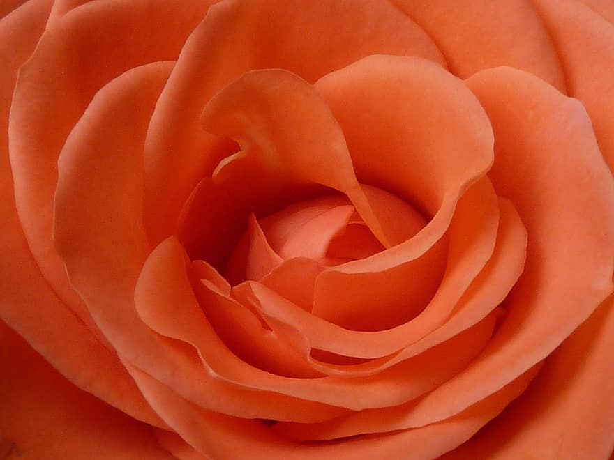 Rose, blomstre, flor, orange, natur, orange rose