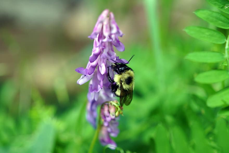 земна пчела, пчела, цвете, насекомо, буболечка, листенца, листа, шума, природа