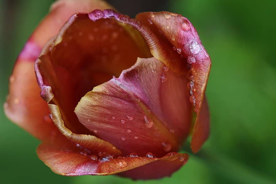 tulipan, kwiat, czerwony kwiat, czerwony tulipan, wiosna, kwitnąć, flora, krople deszczu, krople rosy, kropelki, ogród