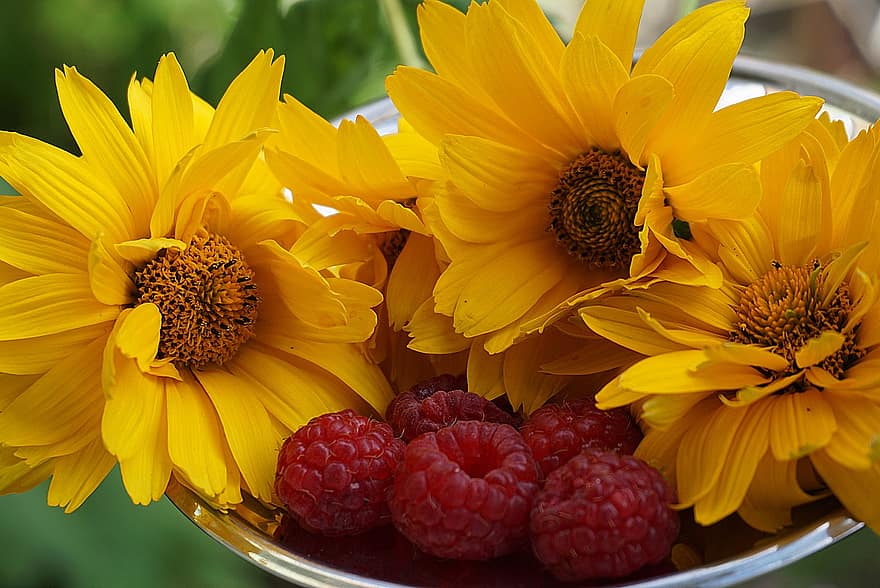 fiori gialli, malin, cibo, frutto rosso, frutta, salutare, fresco, gustoso, spuntini, dolce, słoneczniczek ruvido