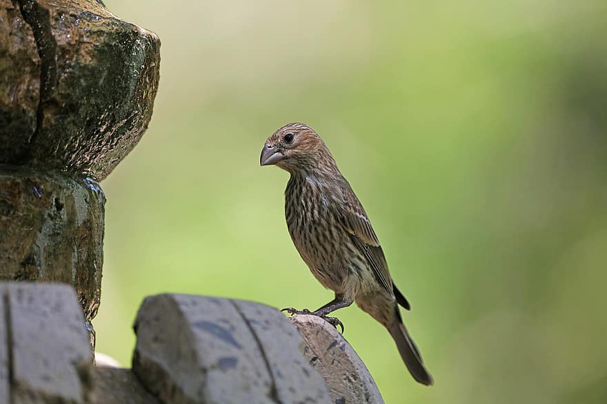 Sparrow, Bird, Animal, Perched, Stone, Fountain, Wildlife, Plumage, Beak, Birdbath