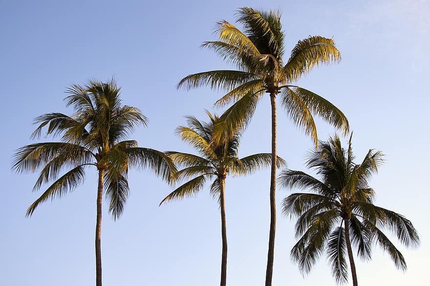 palmer, palmas, palmetre, Strand, tropisk, natur, himmel, sommer, paradis, landskap, høye trær