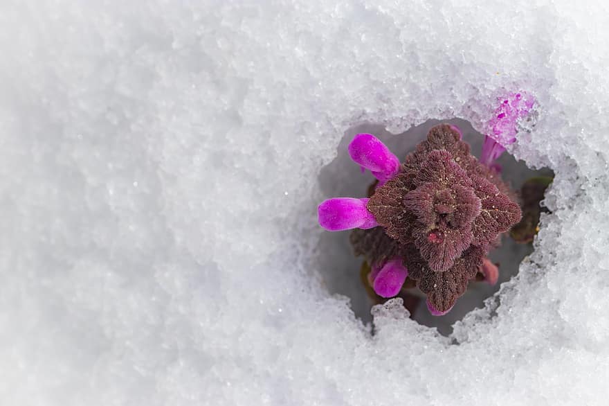 Snow, Flowers, Red Deadnettle, Nature, Plants, Winter, Season, Botany, Growth, close-up, flower