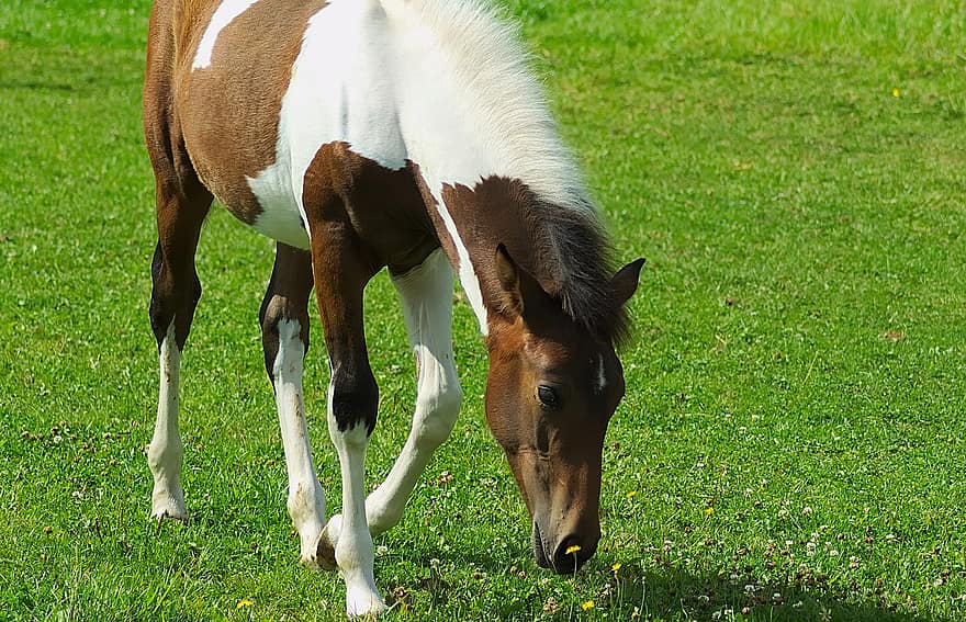 Horse, Foal, Pasture, Young, Baby, Animal