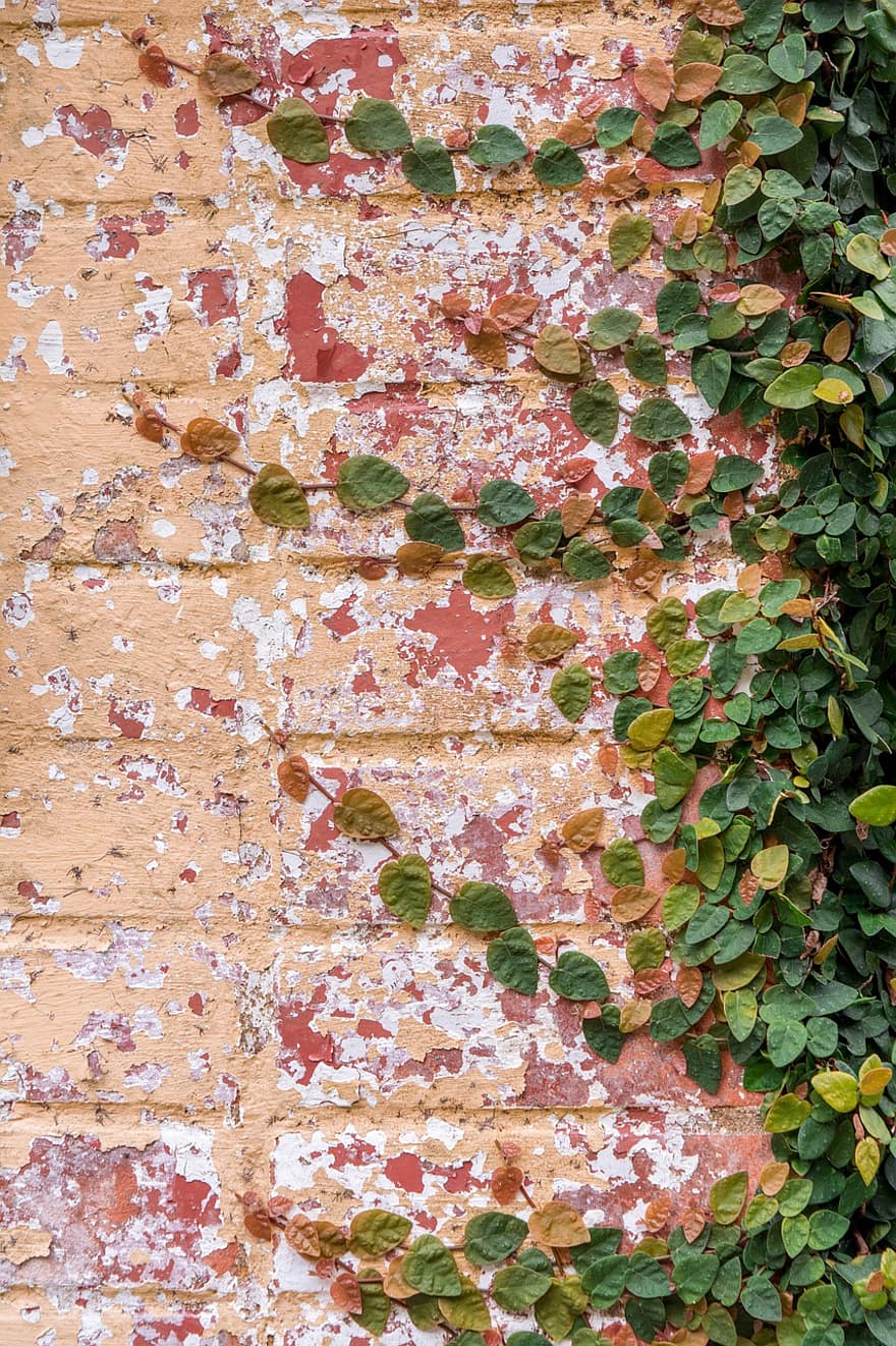 lierre, vignes, mur, feuilles, des briques, plante, la nature