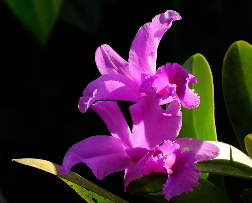 каттлеи, цветы, завод, орхидея, фиолетовые цветы, лепестки, цветение, листья, природа