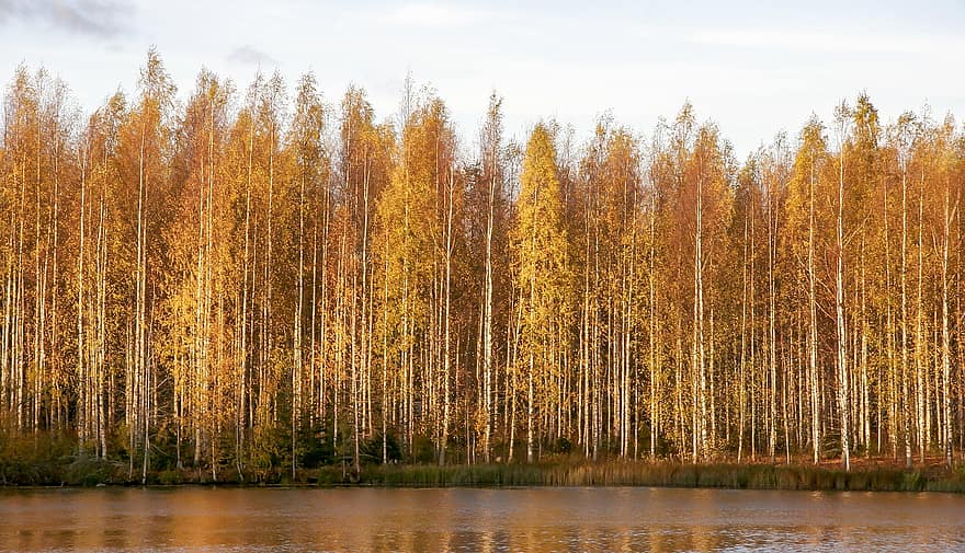 hutan birch, hutan, pohon, birch, musim gugur, danau, air, pemandangan