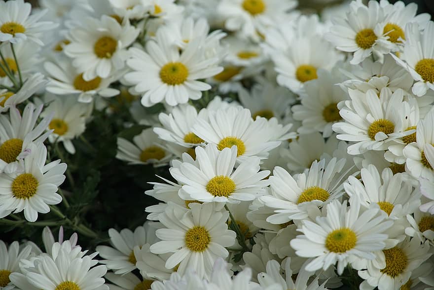 Oxeye Daisies, Flowers, Plants, White Flowers, Daisies, Marguerites, Asteraceae, Bloom, Blossom, Ornamental Plants, Flora