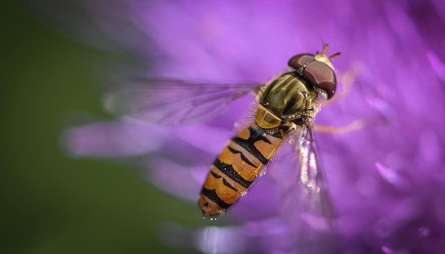 Hoverfly, закрыть, макрос, природа, насекомое, цвести, цветение, сад, летом, Флора, летать