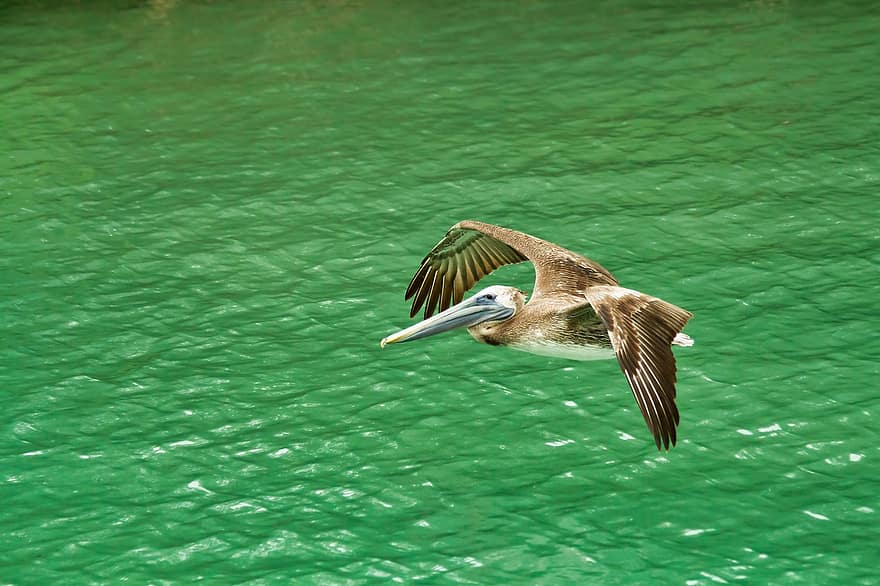 paukštis, pelikanas, skrydis, skraidantis paukštis, gyvūnas, pobūdį, vanduo, laukinės gamtos, vandenynas, plunksnos, jūros