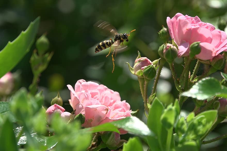 Wasp, Hornet, Blossom, Bloom, Flower, Nature, Insect, Close Up, Departure, Rose, Garden