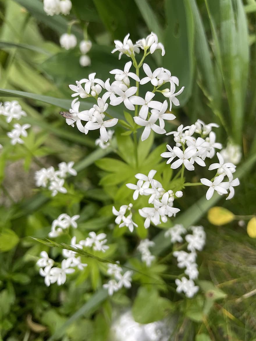 Woodruff, Sweet Woodruff, Sweetscented Bedstraw, Blossom, Bloom, White Flowers, Flowers, Nature, Flora, Spring, plant