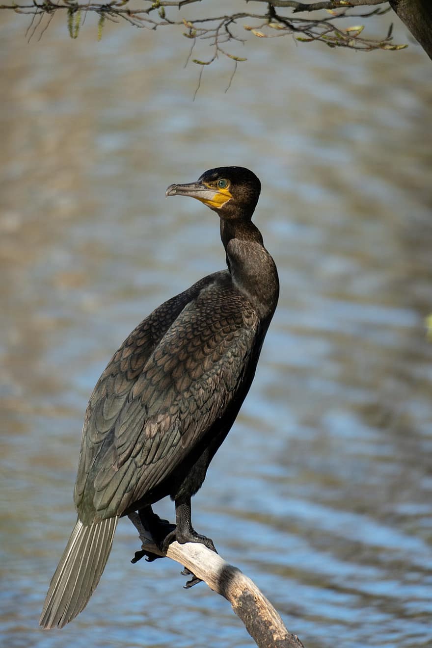 Cormorant, Bird, Waterfowl, Water Bird, Animal, Plumage, Feathers, Beak, Bill, Water, Lake