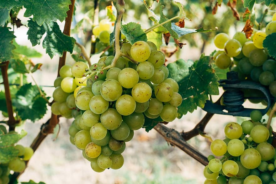 Grapes, Fruit, Wine, Vineyard, Agriculture, Food, Ripe, Leaves, Nature, Harvest, Fresh